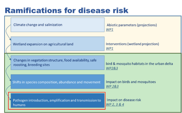 Ramifications for disease risk